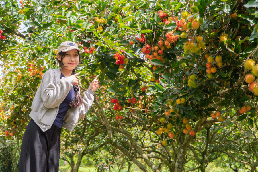 Vườn trái cây Mỹ Khánh