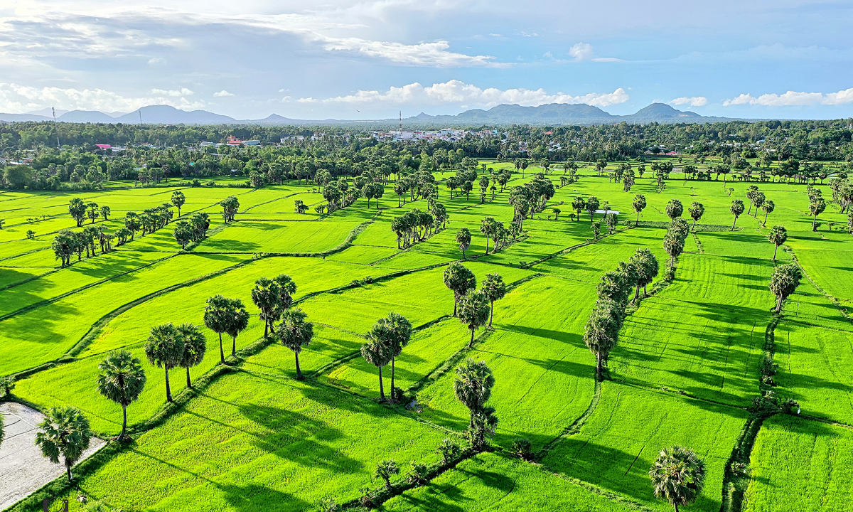 Những sắc màu cánh đồng lúa ở Tịnh Biên - VnExpress Du lịch