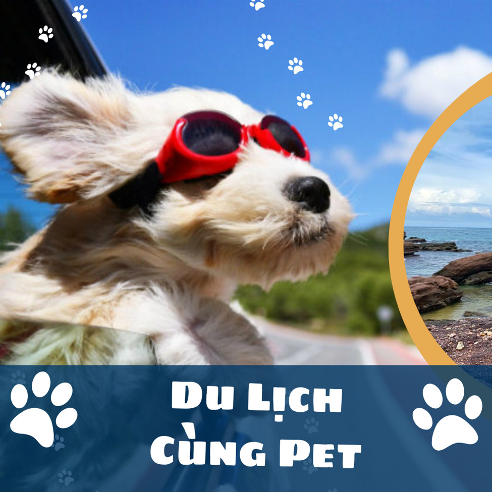 Du lịch cùng Pet - Có nên mang thú cưng đi du lịch không?