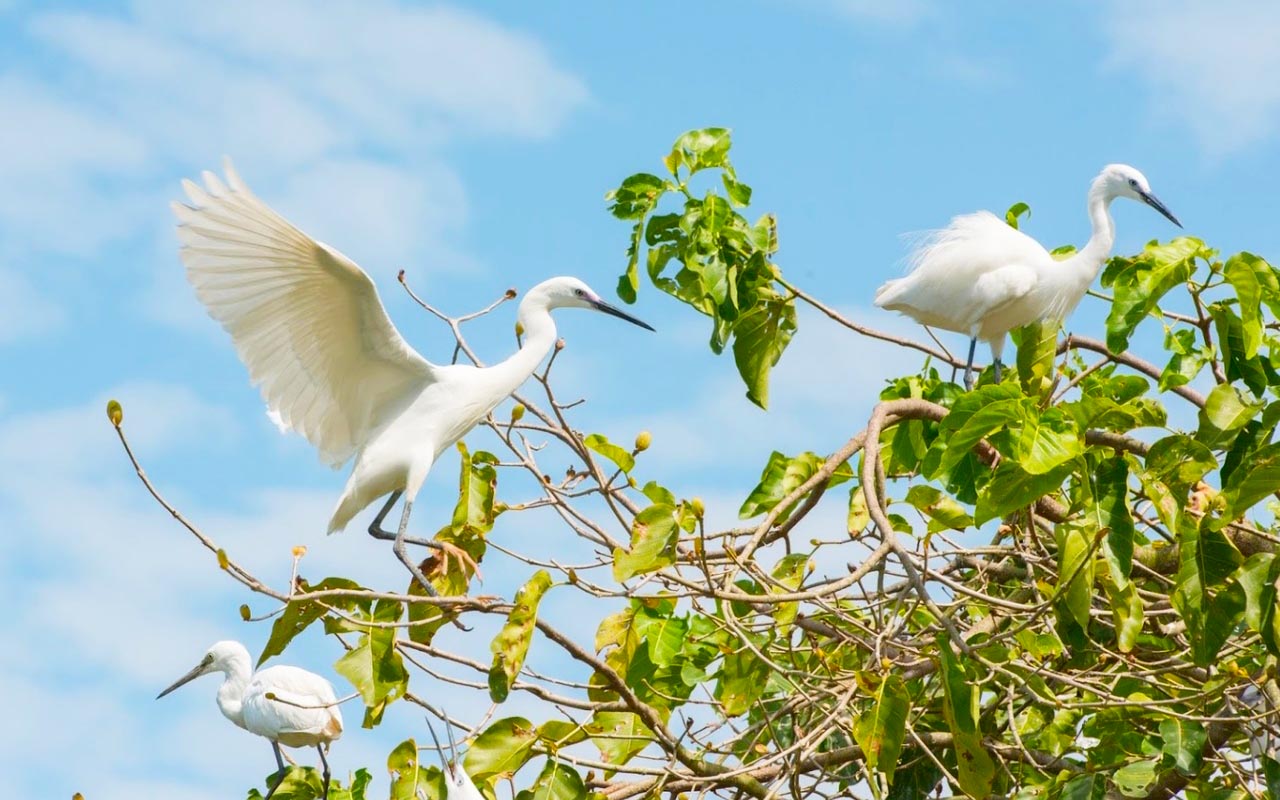 Vườn cò Tân Long