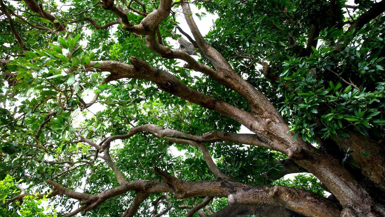 Vườn nhãn cổ Bạc Liêu