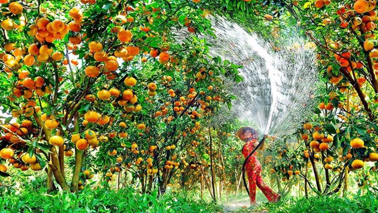 Miệt vườn Cái Bè