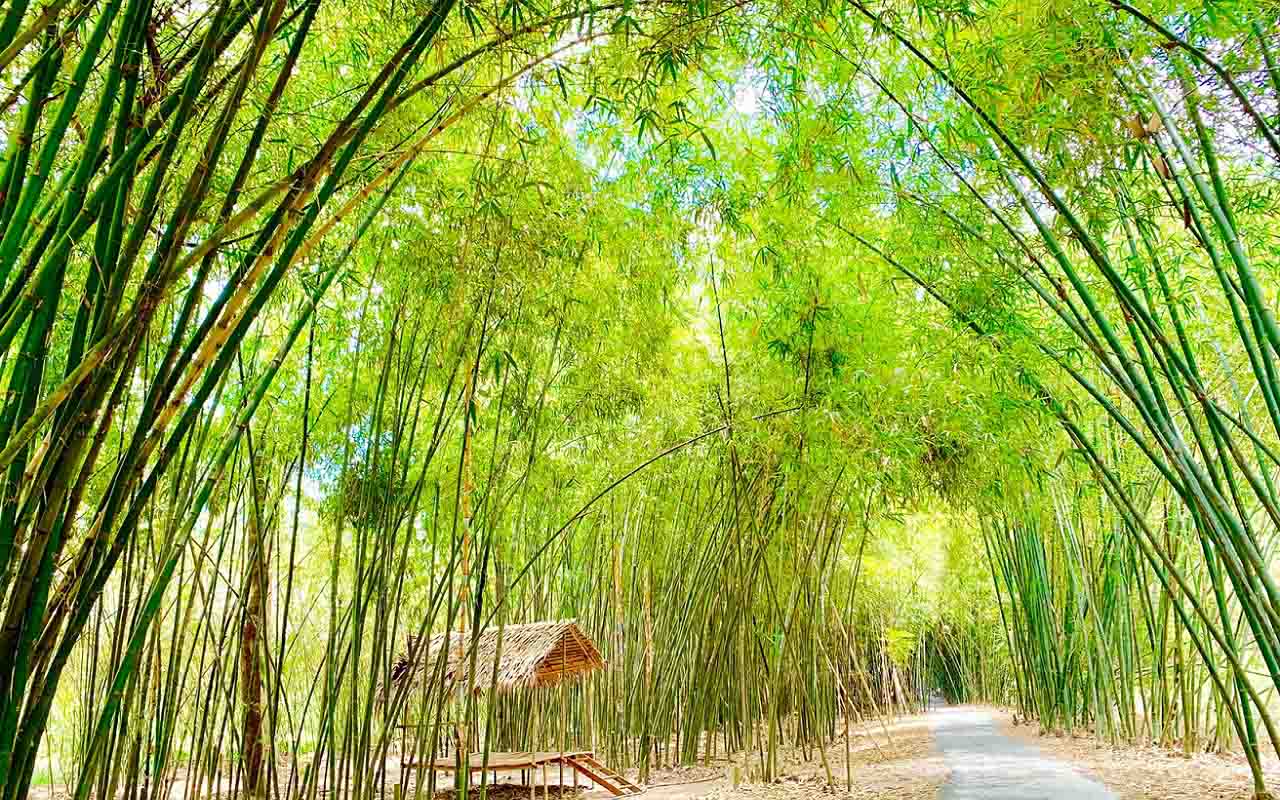 cảnh đẹp hậu giang