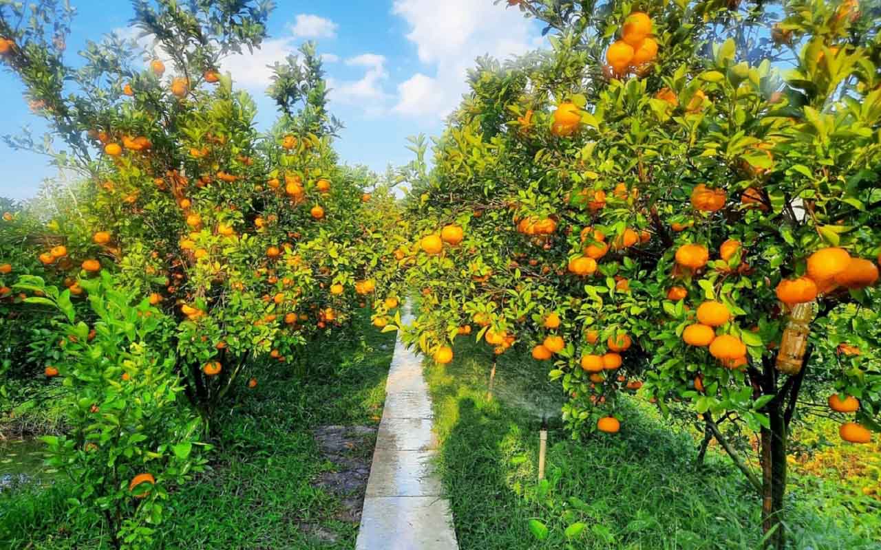 Vườn quýt Long Trị