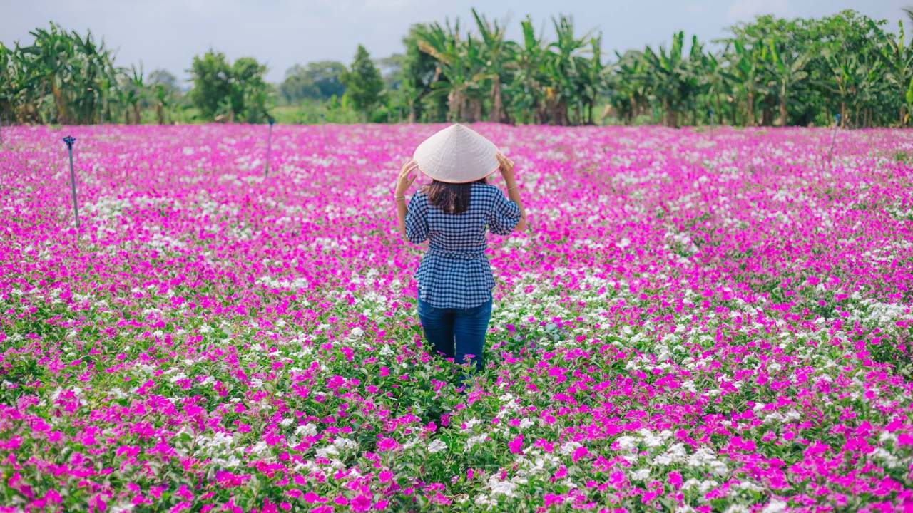 Cánh đồng hoa dừa cạn