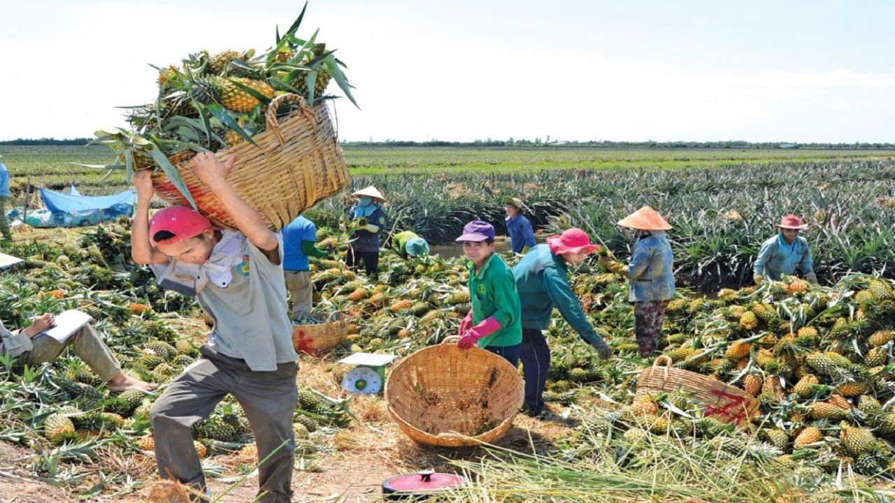 Cánh đồng khóm Tân Phước