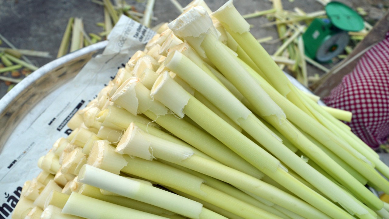 Bồn bồn Bạc Liêu