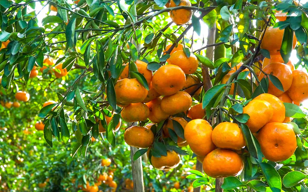 Quýt đường, quýt hồng Lai Vung