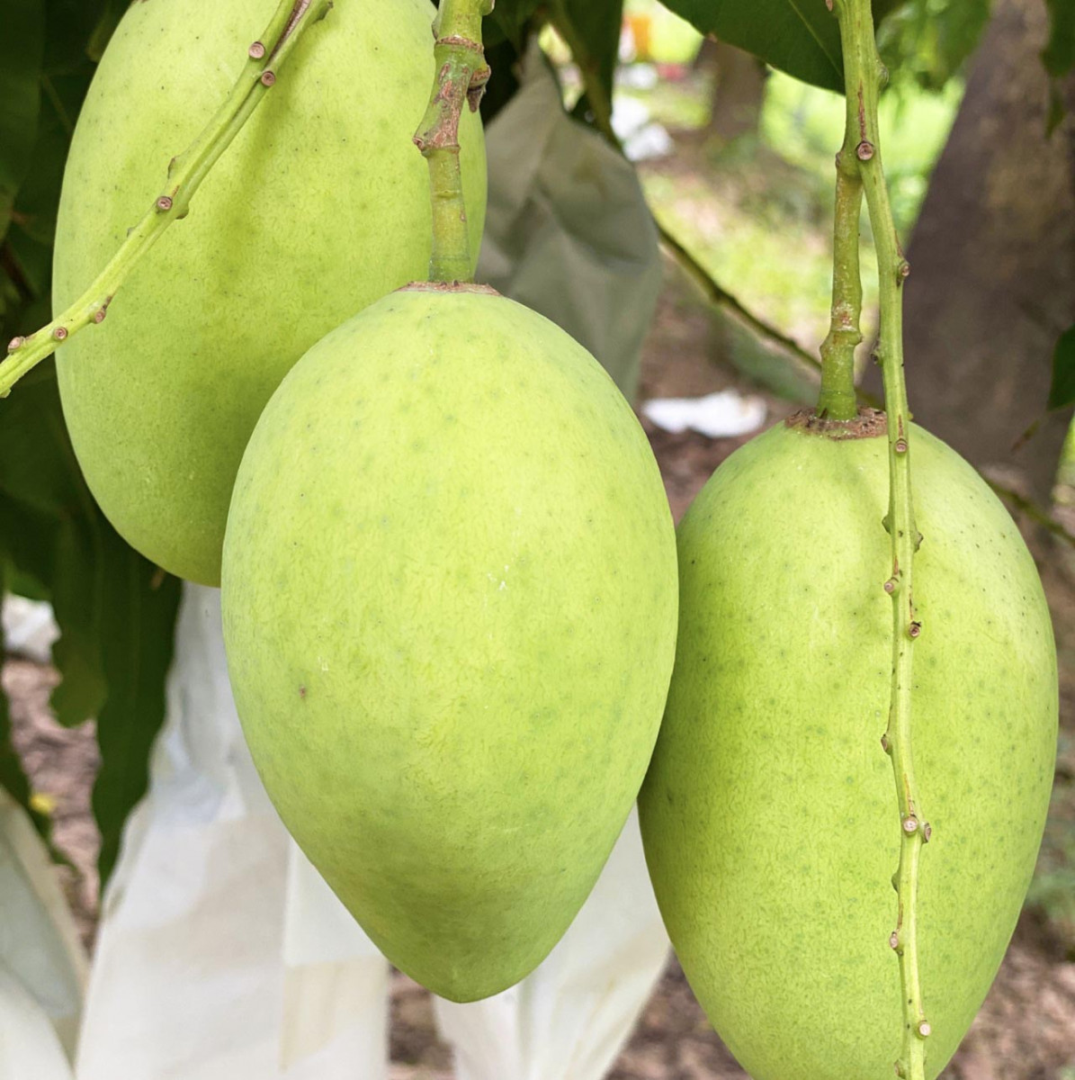 Xoài Cát Chu Cao Lãnh