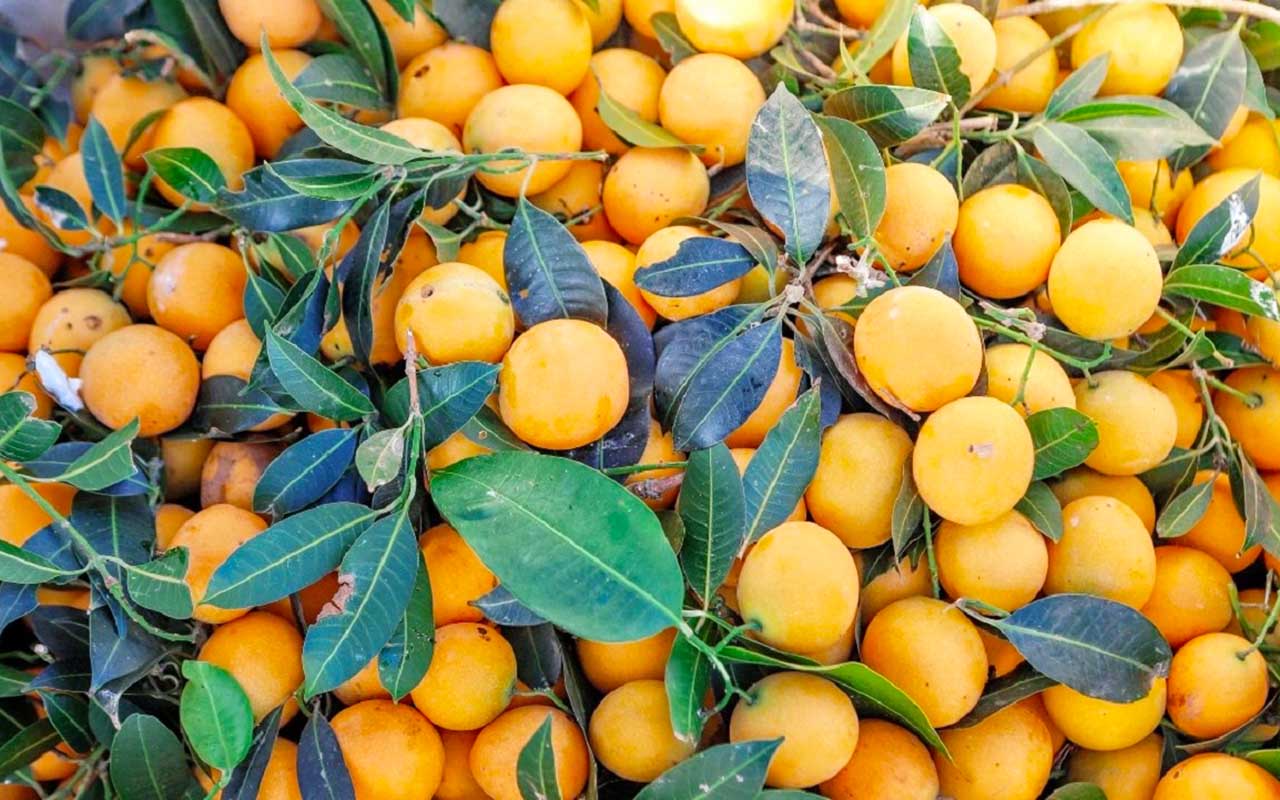 Thanh trà Vĩnh Long