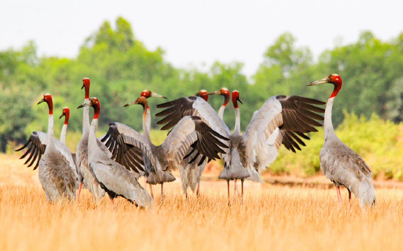 đồng tháp có gì vui
