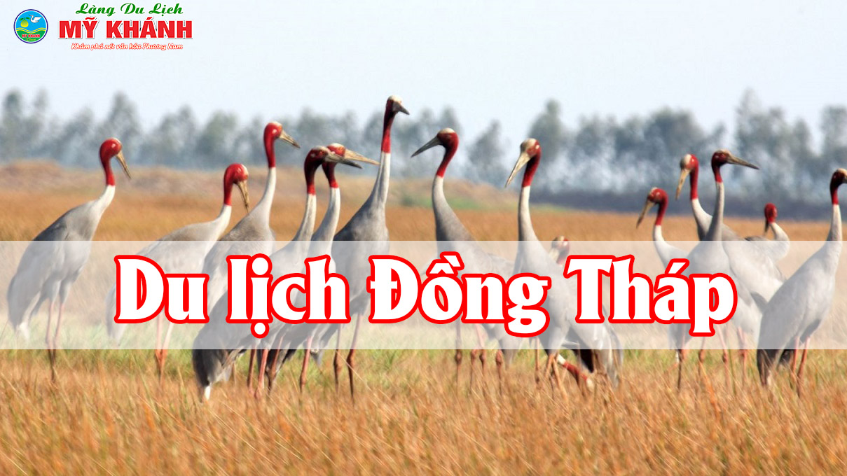 Kinh nghiệm du lịch Đồng Tháp - Khám phá vùng đất sen hồng