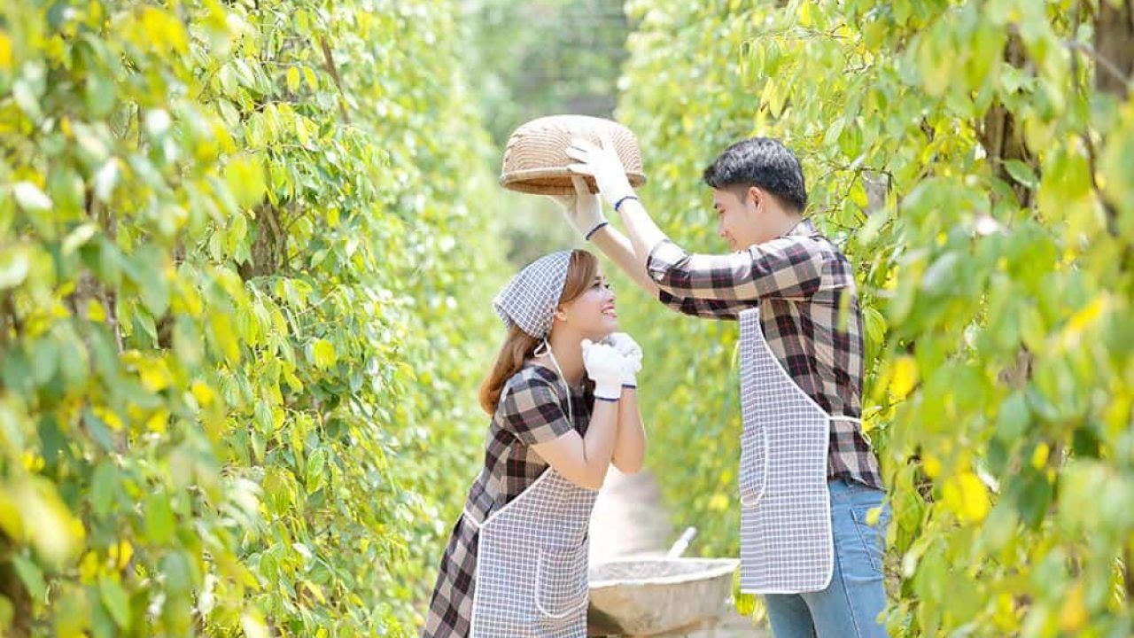 Vườn tiêu Phú Quốc