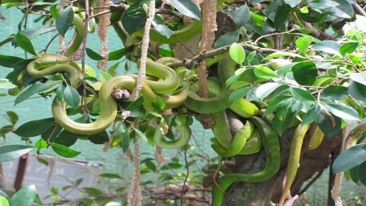 Trại rắn Đồng Tâm