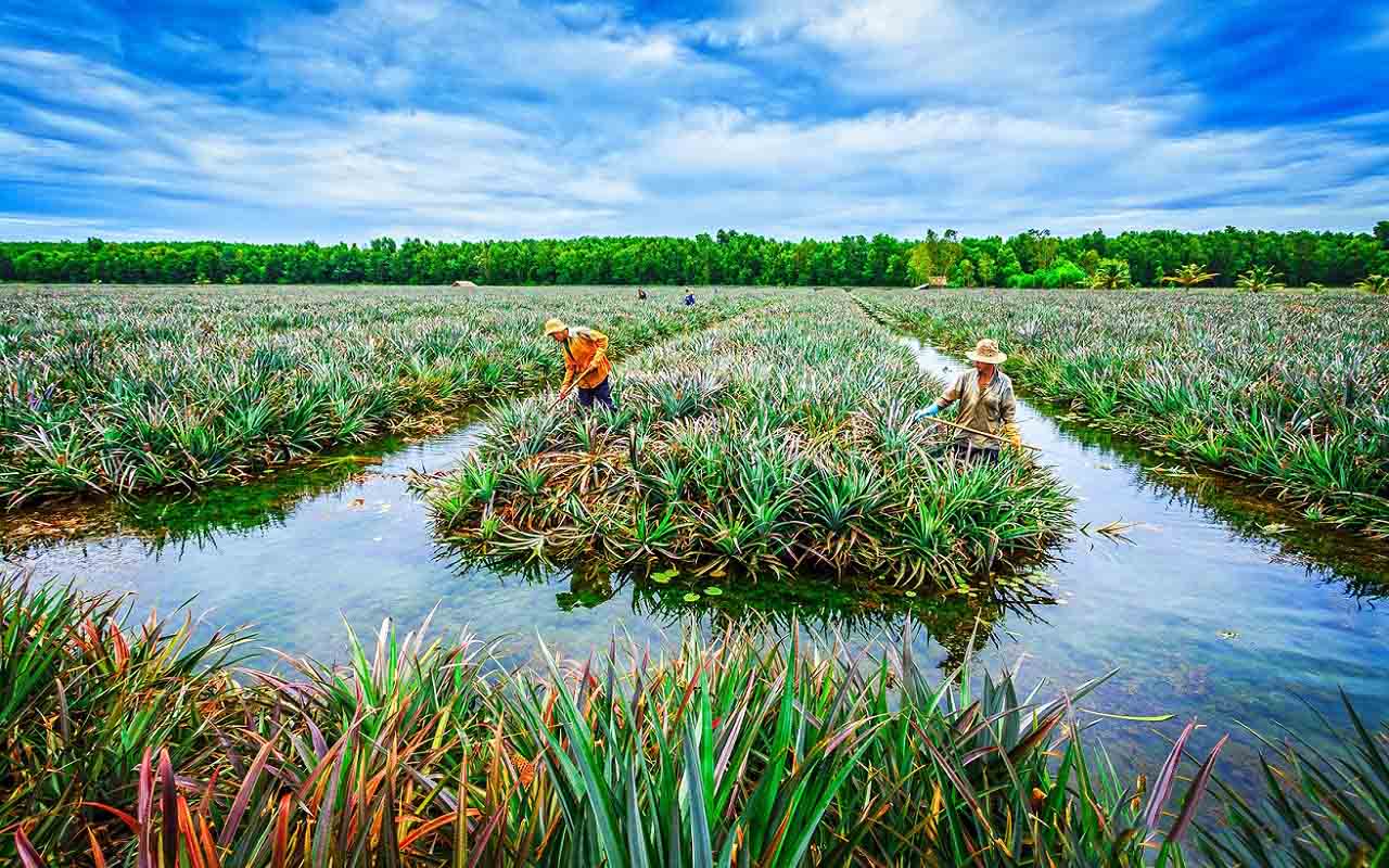 Vườn khóm Cầu Đúc