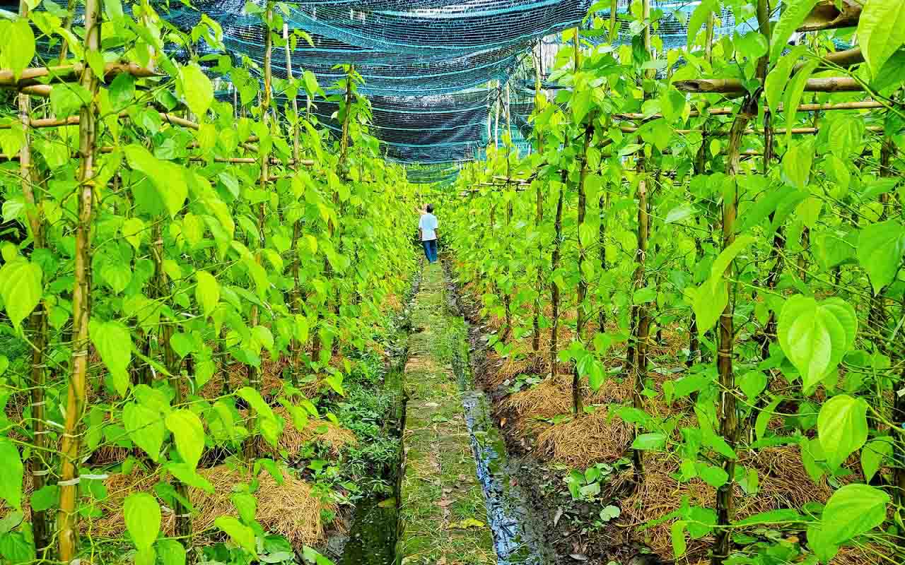 Làng trầu Vị Thủy