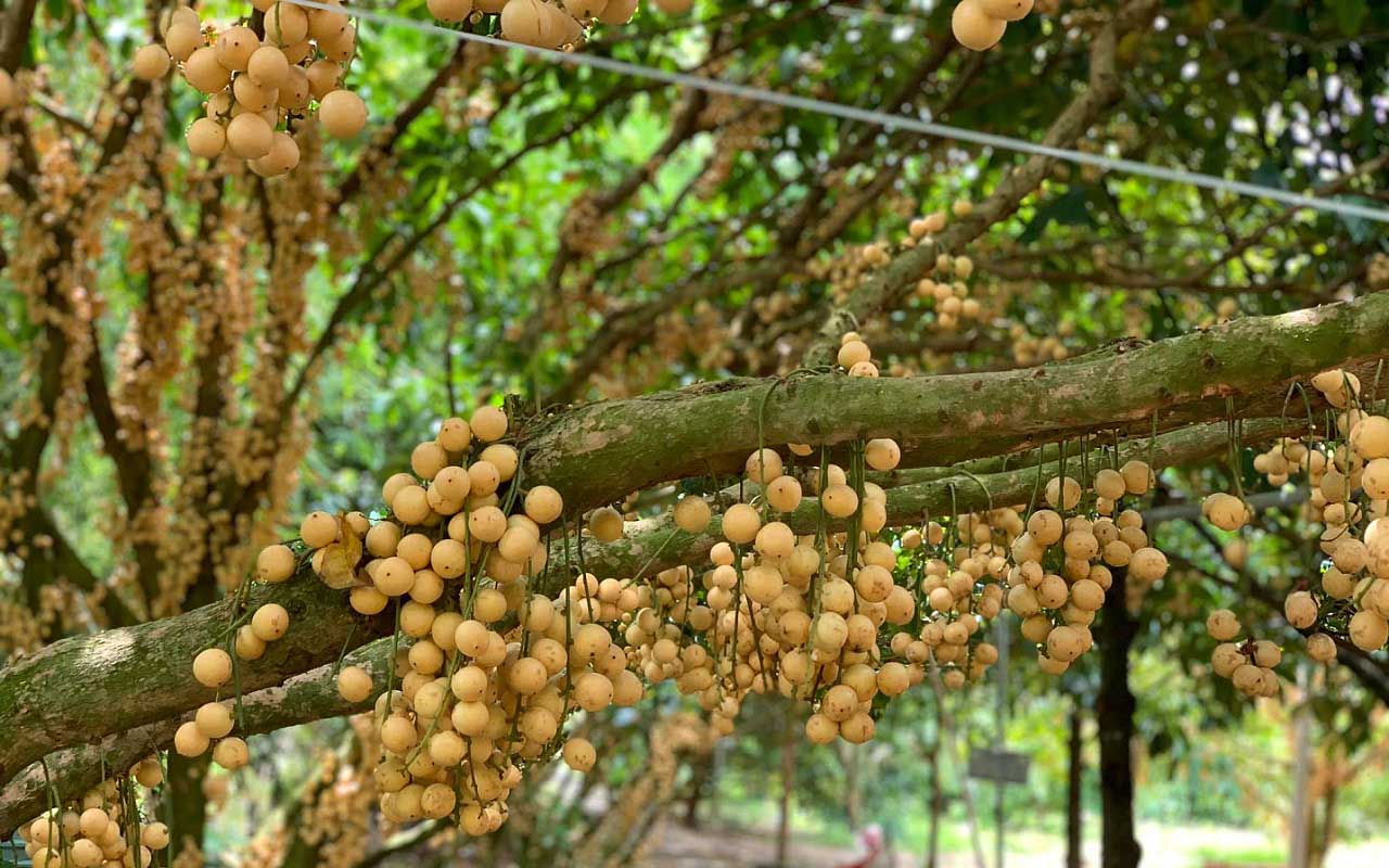 Vườn dâu Thiên  n