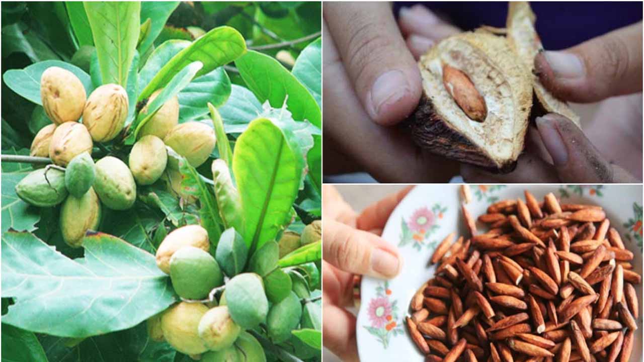 Mứt hạt bàng Côn Đảo