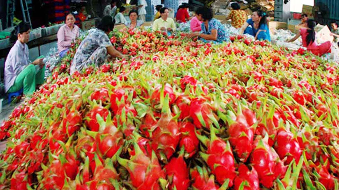 Thanh long Châu Thành