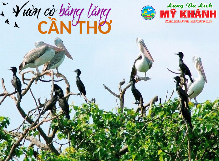 Vườn cò bằng lăng Cần Thơ  - Điểm du lịch sinh thái đẹp như mơ 