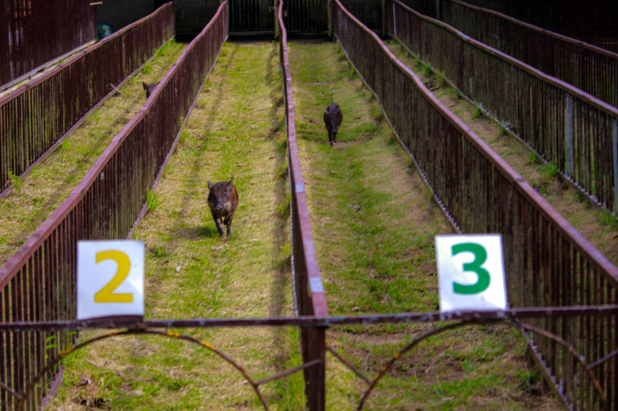 FUN PIG RACING