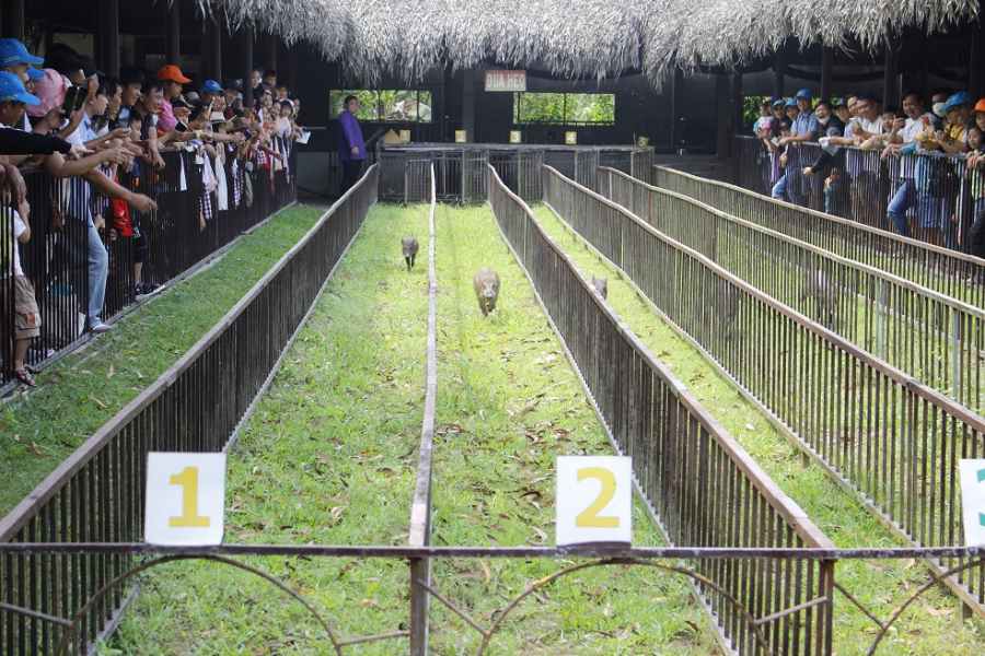 FUN PIG RACING