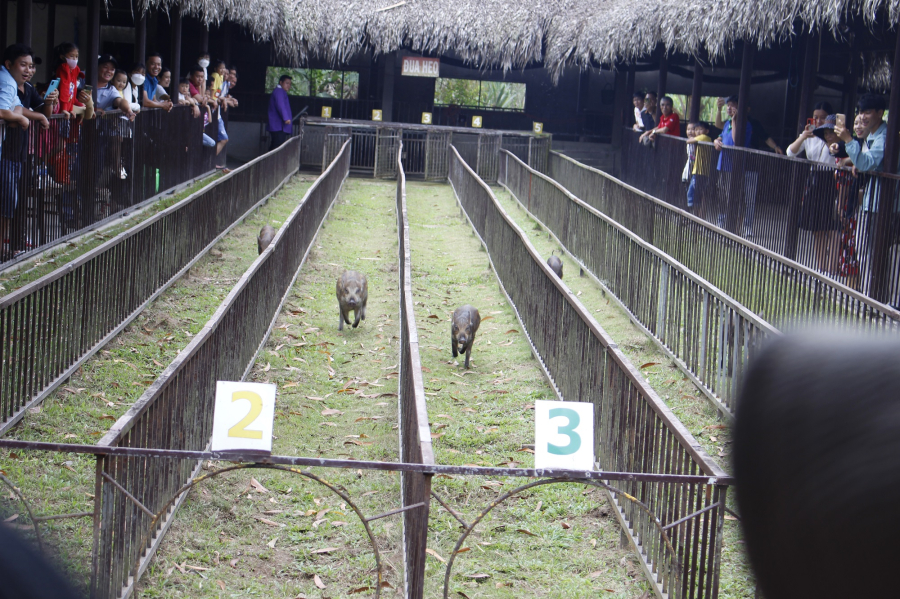 FUN PIG RACING