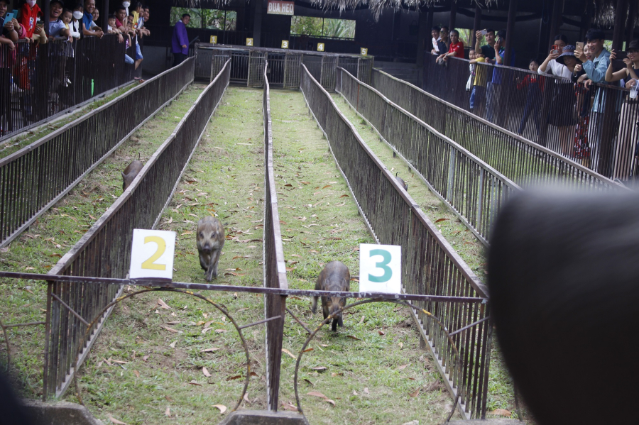 FUN PIG RACING