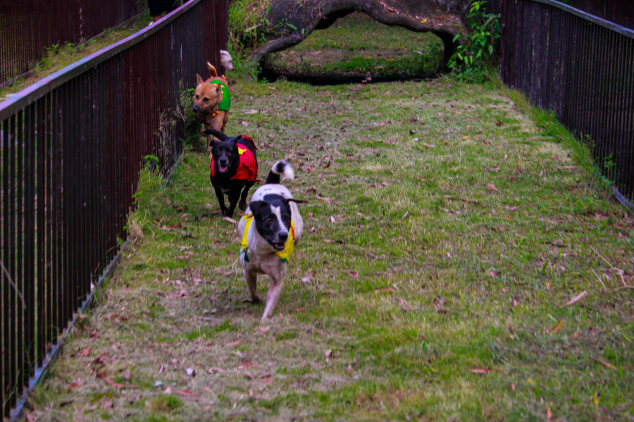 ĐUA CHÓ ĐỊA HÌNH