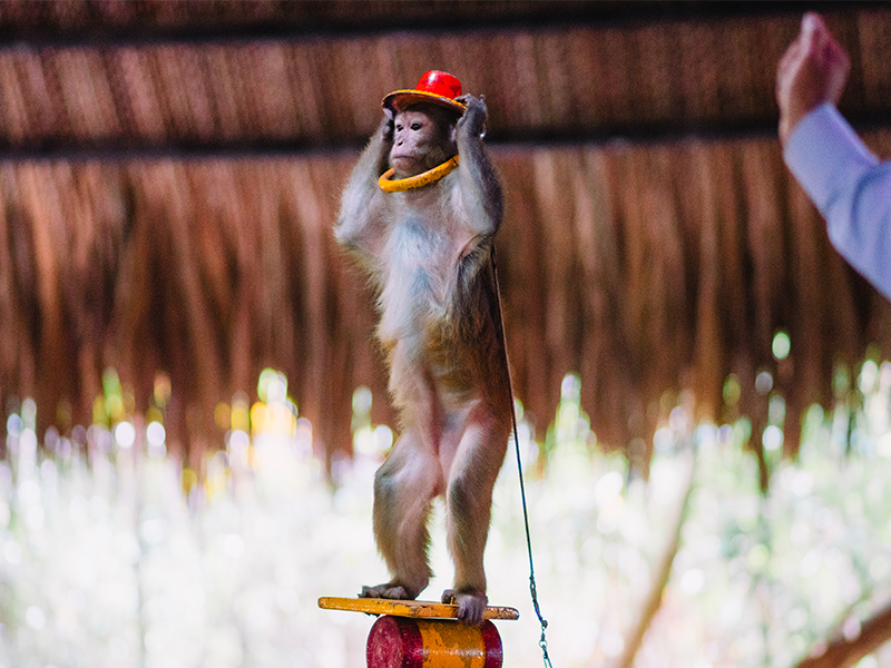 XIẾC THÚ NGHỆ THUẬT