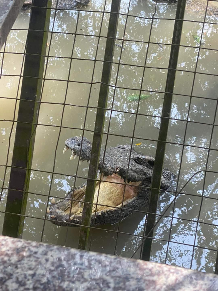 CROCODILE FISHING EXPERIENCE