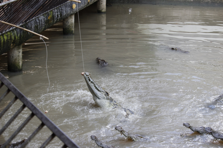 CROCODILE FISHING EXPERIENCE