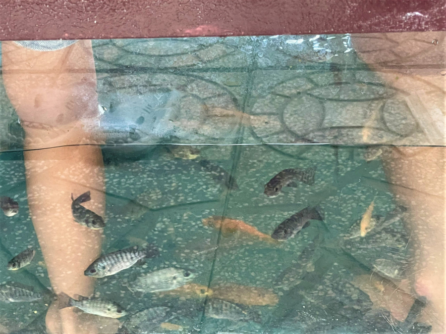 THƯ GIÃN MASSAGE CÁ