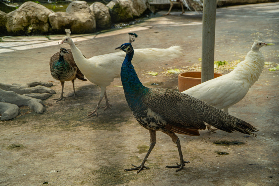 VƯỜN THÚ HOANG DÃ