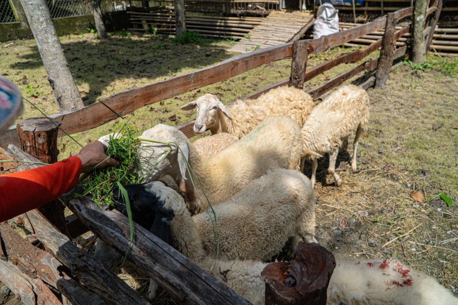 VƯỜN THÚ HOANG DÃ