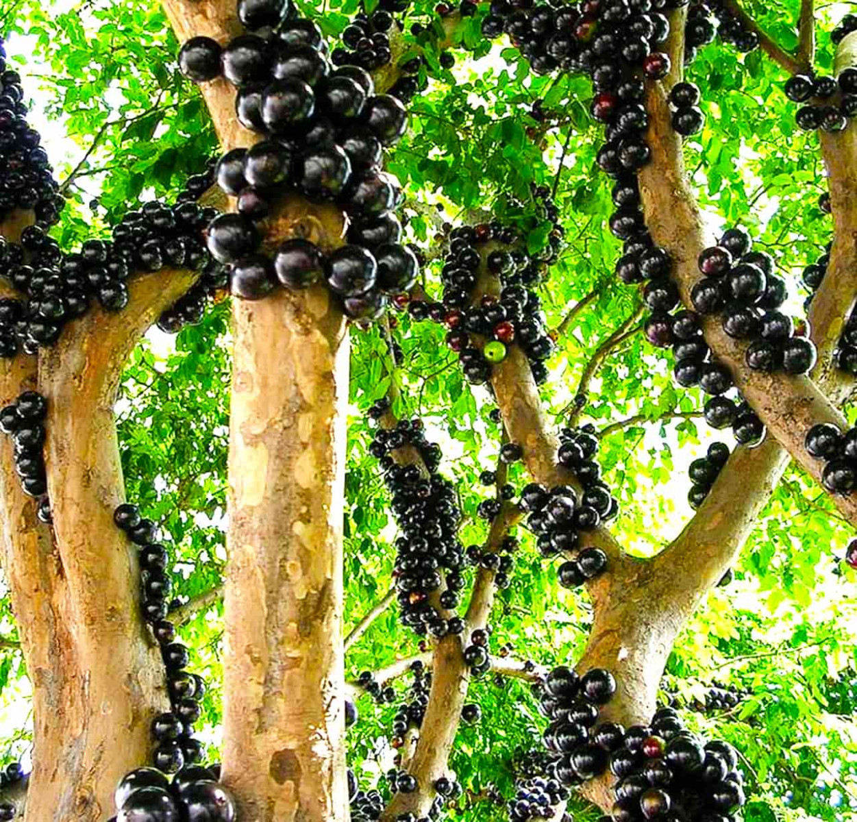 Vườn nho thân gỗ 