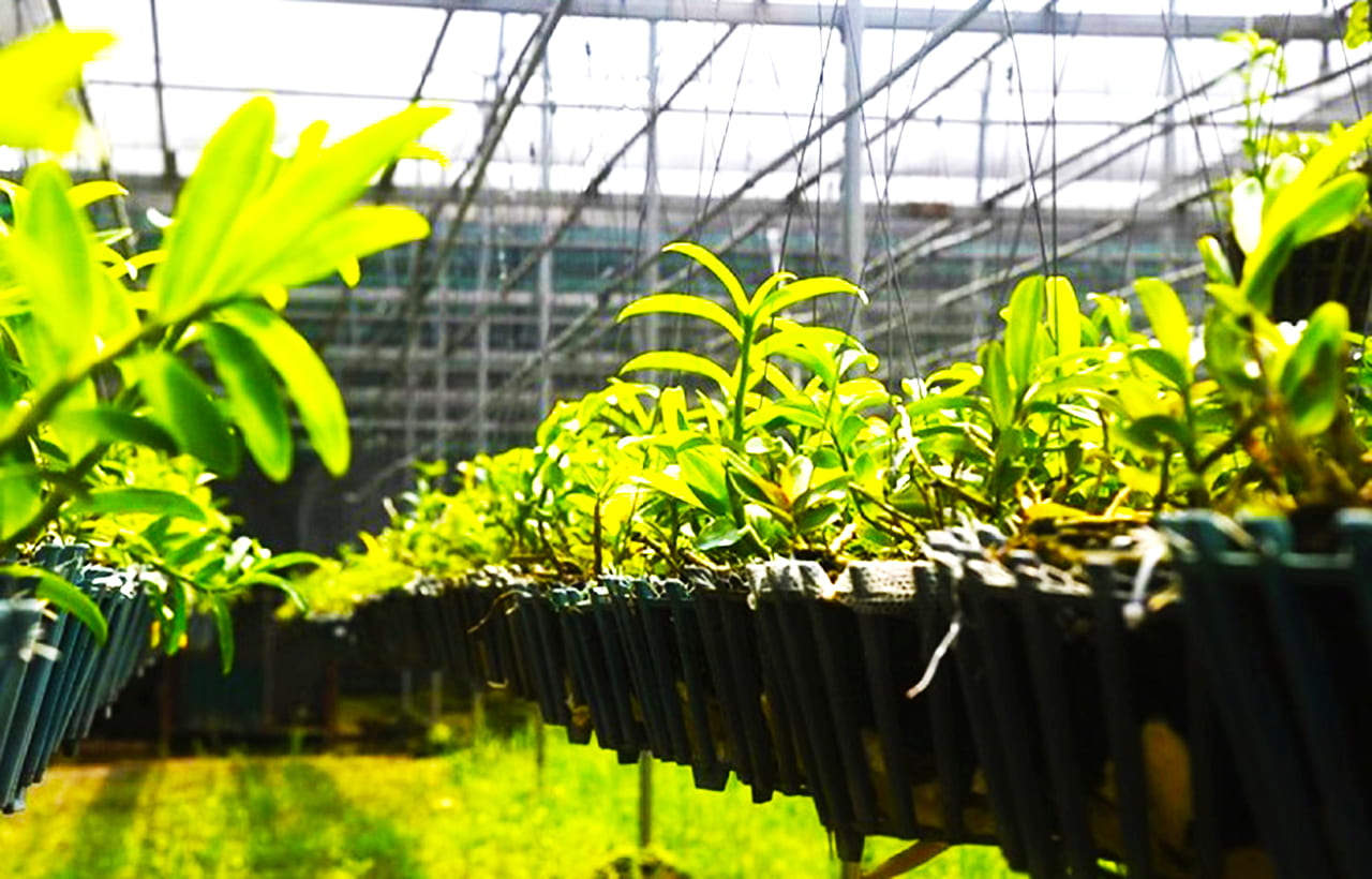 Vườn lan Cát Tường Tân Lộc 