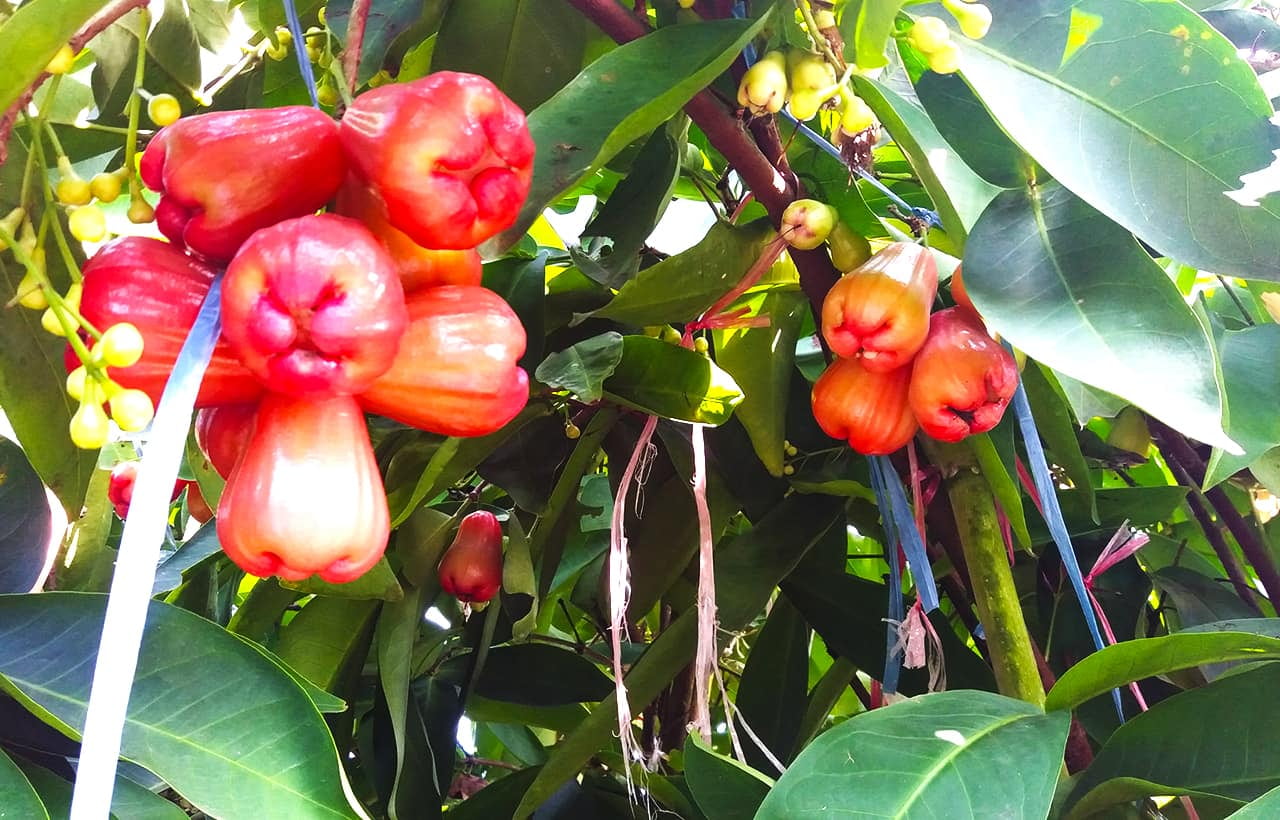 Vườn mận ông Sáu 