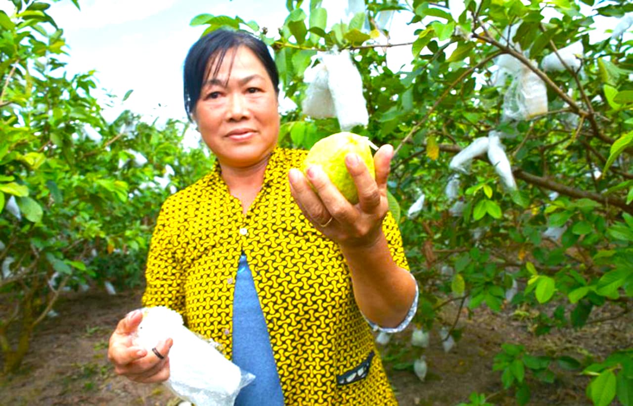 Vườn ổi cô Điệp 